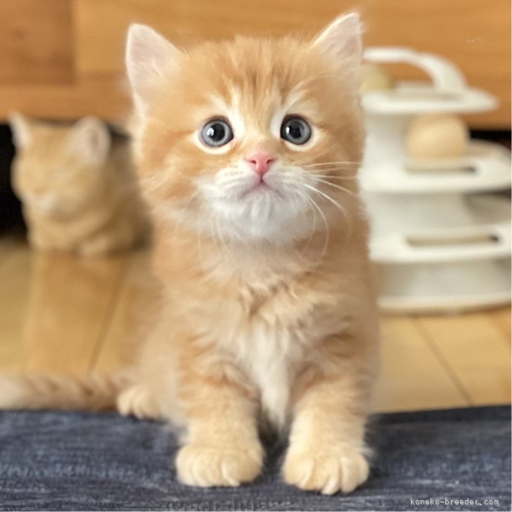ブリーダー画像