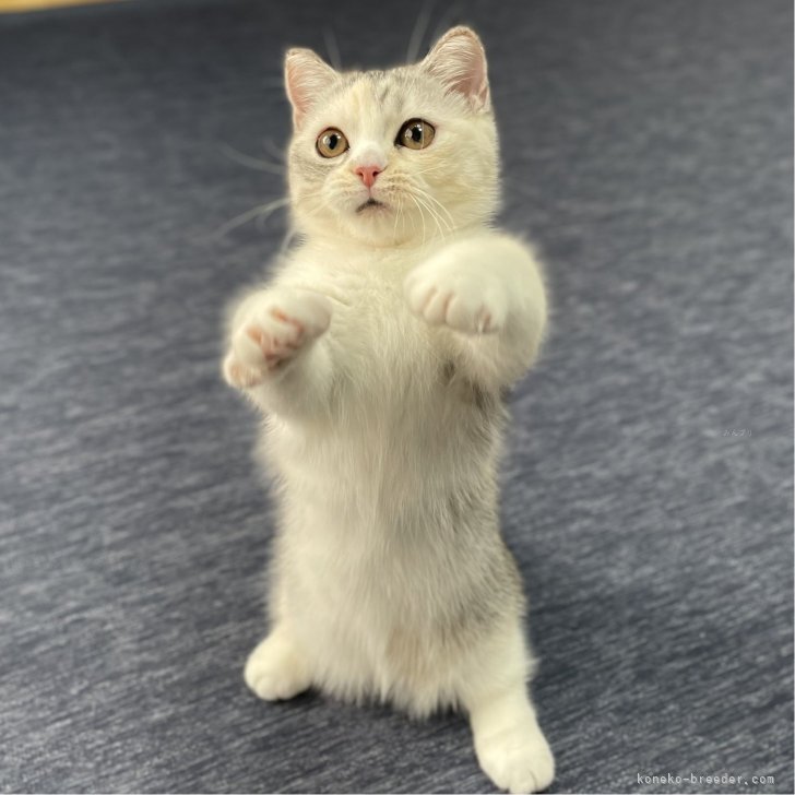 ブリーダー画像