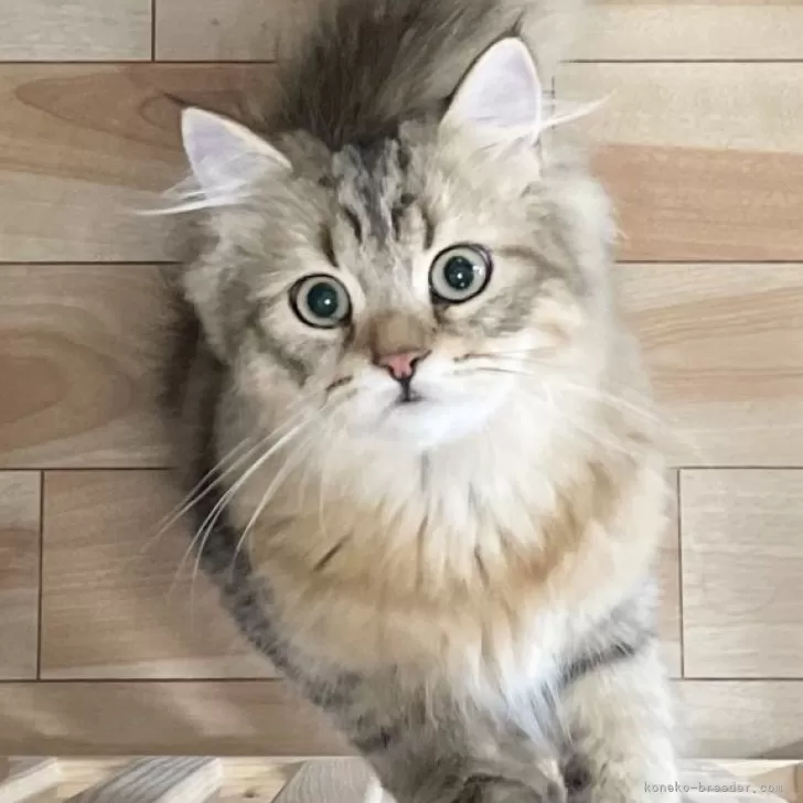 ミヌエット(長足)【愛知県・男の子・2025年4月29日・ブラウンマッカレルタビー】の写真1