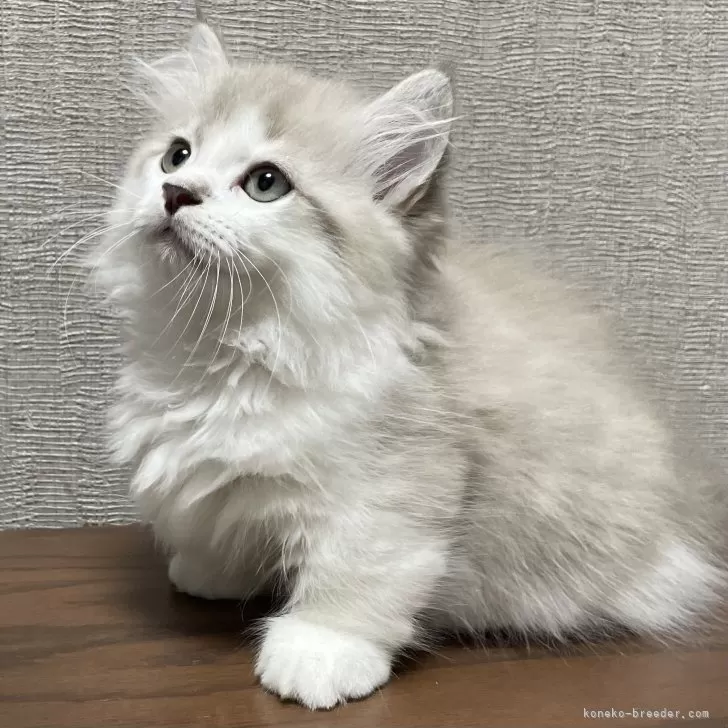 ID：2509-01453の子猫