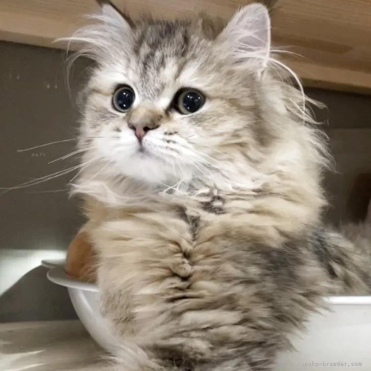KT 様のお迎えした子猫