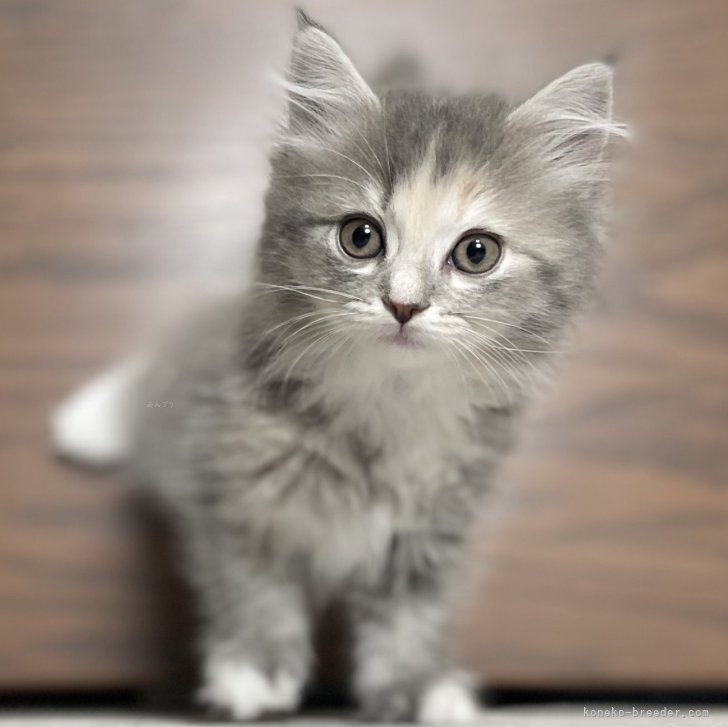 ブリーダー画像