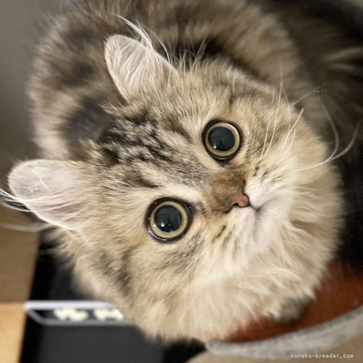 ブリーダー画像