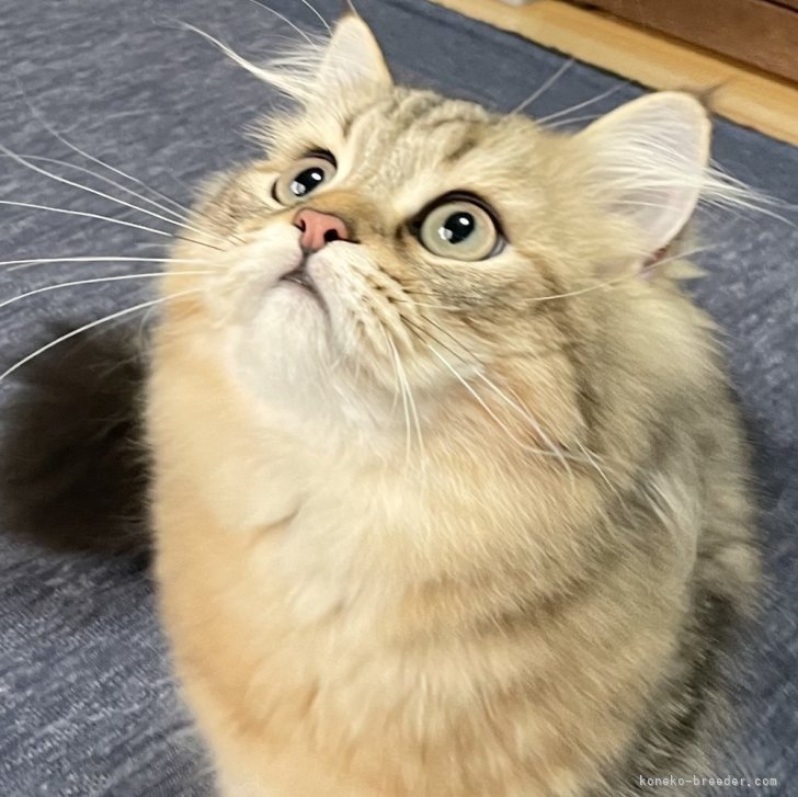 ブリーダー画像