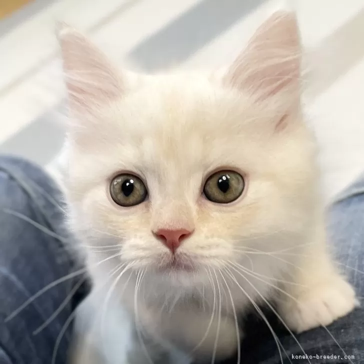 ミヌエット(長足)【愛知県・男の子・2025年10月10日・クリーム&amp;ホワイト】の写真1