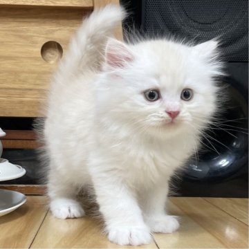 ミヌエット(長足)【愛知県・男の子・2025年9月17日・クリーム&ホワイト（滑らか♪♪）】の写真「整った顔立ち🐾両親に似て穏やかに成長する予感♪」