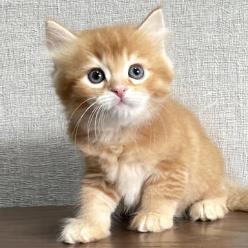 ミヌエット(長足)【愛知県・男の子・2025年8月14日・レッド&ホワイト（滑らか♪）】の写真「整った顔立ち🐾両親に似て穏やかに成長する予感♪」