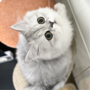 ミヌエット(長足)【愛知県・女の子・2025年4月29日・シェーデッドシルバー（ふわふわ滑らか♪）】の写真「超絶甘えん坊🐾ゴロゴロスリスリ可愛い女子♪😊」