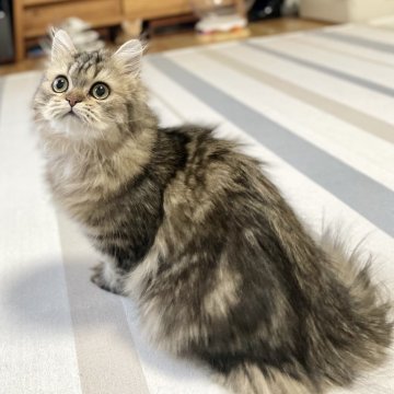 ミヌエット(長足)【愛知県・男の子・2025年5月30日・ブラウンタビー（♪ふわふわ滑らか♪）】の写真「可愛い目が最高✨12月〜値上予定。お早めに！」