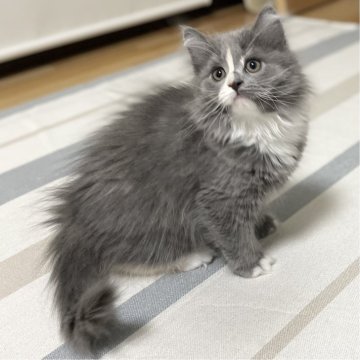 ミヌエット(長足)【愛知県・女の子・2025年9月17日・ブルーパッチドタビー&ホワイト（滑らか♪）】の写真「整った顔立ち🐾両親に似て穏やかに成長する予感♪」