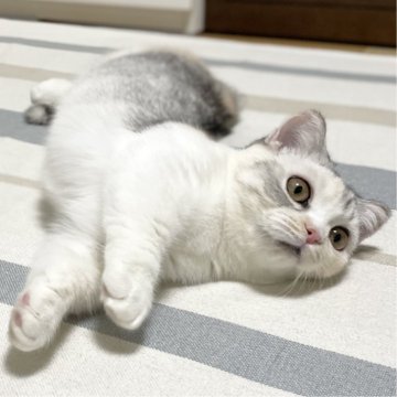 ミヌエット(短足)【愛知県・女の子・2025年6月12日・シルバーパッチドタビー&ホワイト（滑らか♪♪）】の写真「綺麗な短足三毛の女の子🐾✨幸福招来♪✨」