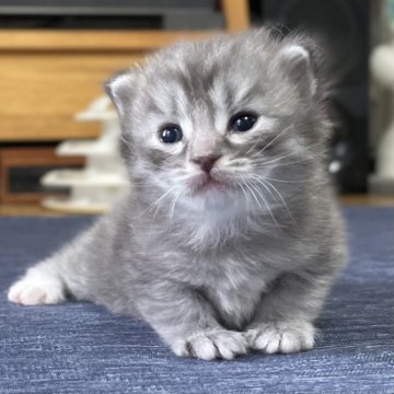 ミヌエット【愛知県・男の子・2025年10月10日・ブルータビー&ホワイト(滑らか♪♪)】の写真「整った顔立ち🐾両親に似て穏やかに成長する予感♪」