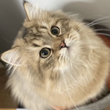 ミヌエット(長足)【愛知県・男の子・2025年4月29日・ブラウンマッカレルタビー（ふわふわ滑らか♪♪）】の写真「ゴージャスな被毛になりそうな甘えん坊男子♪😊」