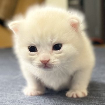 ミヌエット(長足)【愛知県・男の子・2025年10月10日・クリーム&ホワイト(滑らか♪♪)】の写真「整った顔立ち🐾両親に似て穏やかに成長する予感♪」