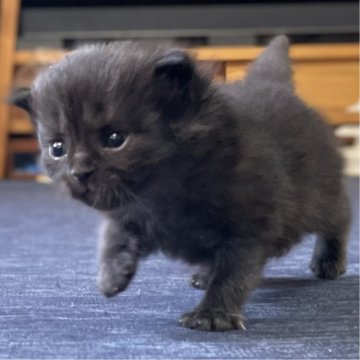 ミヌエット(長足)【愛知県・男の子・2025年10月9日・ブラック(滑らか♪♪)】の写真「整った顔立ち🐾両親に似て穏やかに成長する予感♪」