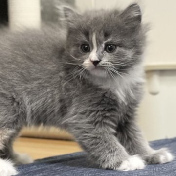 ミヌエット(長足)【愛知県・女の子・2025年9月17日・ブルーパッチドタビー&ホワイト（滑らか♪♪）】の写真「整った顔立ち🐾両親に似て穏やかに成長する予感♪」