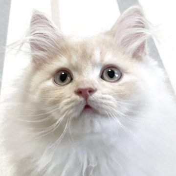 ミヌエット(長足)【愛知県・男の子・2025年9月17日・クリームタビー&ホワイト（滑らか♪）】の写真「整った顔立ち🐾両親に似て穏やかに成長する予感♪」