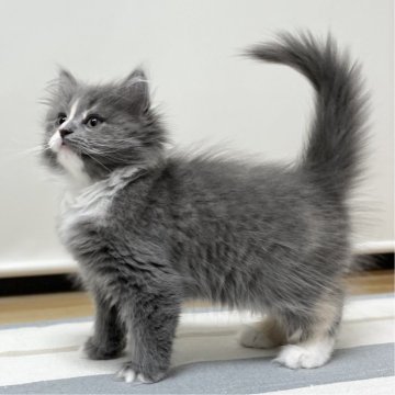 ミヌエット(長足)【愛知県・女の子・2025年9月17日・ブルーパッチドタビー&ホワイト（滑らか♪♪）】の写真「整った顔立ち🐾両親に似て穏やかに成長する予感♪」