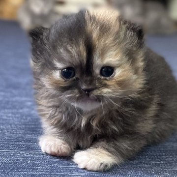 ミヌエット(長足)【愛知県・女の子・2025年10月9日・トーティー(滑らか♪♪)】の写真「整った顔立ち🐾両親に似て穏やかに成長する予感♪」