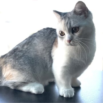 ミヌエット(短足)【愛知県・女の子・2025年6月12日・シルバーパッチドタビー&ホワイト（滑らか♪♪）】の写真「綺麗な短足三毛の女の子🐾✨幸福招来♪✨」