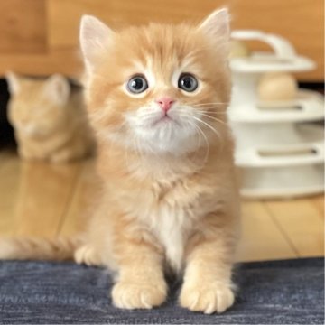 ミヌエット(長足)【愛知県・男の子・2025年8月14日・レッド&ホワイト（滑らか♪）】の写真「整った顔立ち🐾両親に似て穏やかに成長する予感♪」