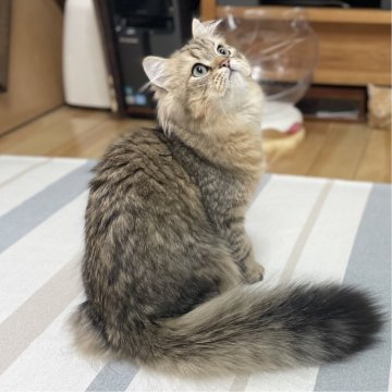 ミヌエット(長足)【愛知県・男の子・2025年4月29日・ブラウンマッカレルタビー（ふわふわ滑らか♪）】の写真「父似の整ったお顔、逞しい体、快活美男子♪😊」