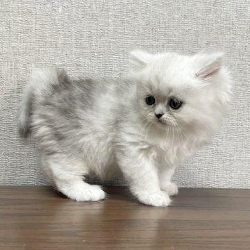 ミヌエット(長足)【愛知県・女の子・2025年4月29日・シルバータビー（ふわふわ滑らか♪♪）】の写真「冠血統🐾綺麗なシルバーのフワモフ女子♪😊」