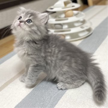 ミヌエット(長足)【愛知県・男の子・2025年10月9日・ブルーシェーデッドゴールデン（滑らか♪）】の写真「整った顔立ち🐾両親に似て穏やかに成長する予感♪」