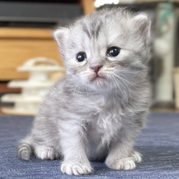 ミヌエット(長足)【愛知県・女の子・2025年10月9日・シルバータビー(滑らか♪♪)】の写真「整った顔立ち🐾両親に似て穏やかに成長する予感♪」