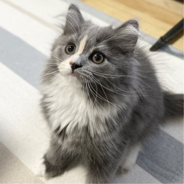 ミヌエット(長足)【愛知県・女の子・2025年9月17日・ブルーパッチドタビー&ホワイト（滑らか♪♪）】の写真「整った顔立ち🐾両親に似て穏やかに成長する予感♪」