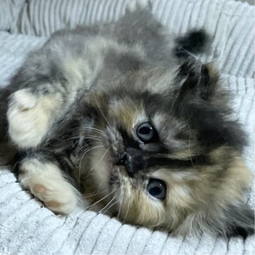 ミヌエット(長足)【愛知県・女の子・2025年10月9日・トーティーシェル（滑らか♪♪）】の写真「整った顔立ち🐾両親に似て穏やかに成長する予感♪」