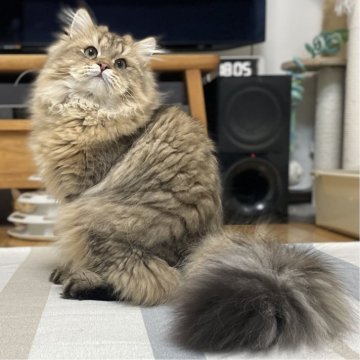 ミヌエット(長足)【愛知県・男の子・2025年4月29日・ブラウンマッカレルタビー（ふわふわ滑らか♪）】の写真「ゴージャスな被毛になりそうな甘えん坊男子♪😊」