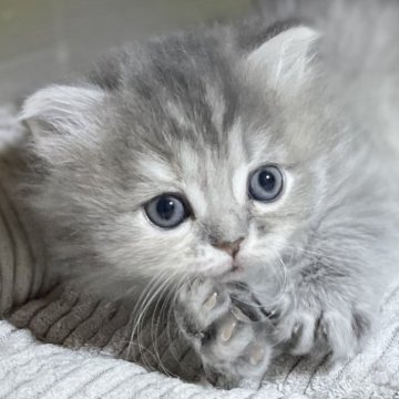 ミヌエット(長足)【愛知県・男の子・2025年10月9日・ブルーシェーデッドゴールデン（滑らか♪）】の写真「整った顔立ち🐾両親に似て穏やかに成長する予感♪」