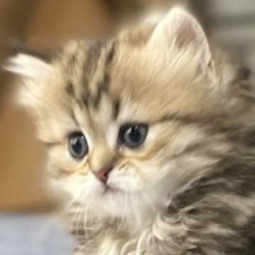 ミヌエット(長足)【愛知県・男の子・2025年5月30日・ブラウンタビー（ふわふわ滑らか♪♪）】の写真「綺麗なシルバー🐾両親に似て穏やかに成長する予感♪」