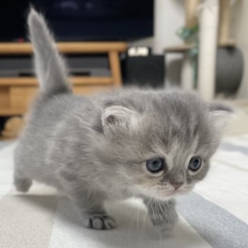 ミヌエット(長足)【愛知県・男の子・2025年10月9日・ブルーシェーデッドゴールデン（滑らか♪）】の写真「整った顔立ち🐾両親に似て穏やかに成長する予感♪」