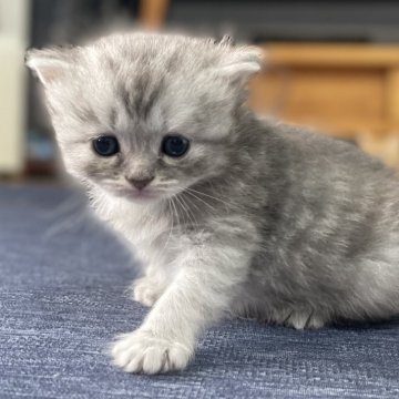 ミヌエット(長足)【愛知県・女の子・2025年10月9日・シルバータビー（滑らか♪）】の写真「整った顔立ち🐾両親に似て穏やかに成長する予感♪」