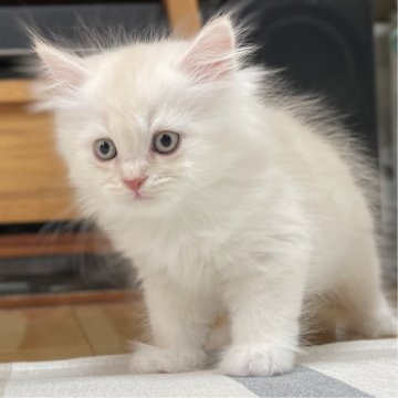 ミヌエット(長足)【愛知県・男の子・2025年9月17日・クリームタビー&ホワイト（滑らか♪♪）】の写真「整った顔立ち🐾両親に似て穏やかに成長する予感♪」