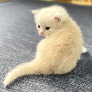 ミヌエット(長足)【愛知県・男の子・2025年10月10日・クリーム&ホワイト（滑らか♪）】の写真「整った顔立ち🐾両親に似て穏やかに成長する予感♪」