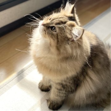 ミヌエット(長足)【愛知県・男の子・2025年4月29日・ブラウンマッカレルタビー（ふわふわ滑らか♪♪）】の写真「ゴージャスな被毛になりそうな甘えん坊男子♪😊」