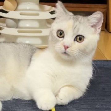 ミヌエット(短足)【愛知県・女の子・2025年6月12日・シルバーパッチドタビー&ホワイト（滑らか♪♪）】の写真「綺麗な短足三毛の女の子🐾✨幸福招来♪✨」