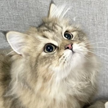 ミヌエット(長足)【愛知県・男の子・2025年4月29日・ブラウンマッカレルタビー（ふわふわ滑らか♪）】の写真「ゴージャスな被毛になりそうな甘えん坊男子♪😊」