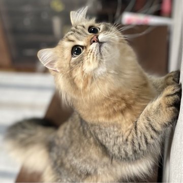 ミヌエット(長足)【愛知県・男の子・2025年4月29日・ブラウンマッカレルタビー（ふわふわ滑らか♪♪）】の写真「父似の整ったお顔、逞しい体、快活美男子♪😊」