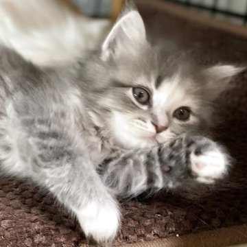 ミヌエット(長足)【愛知県・女の子・2025年9月17日・ブルータビー&ホワイト（滑らか♪♪）】の写真「整った顔立ち🐾両親に似て穏やかに成長する予感♪」