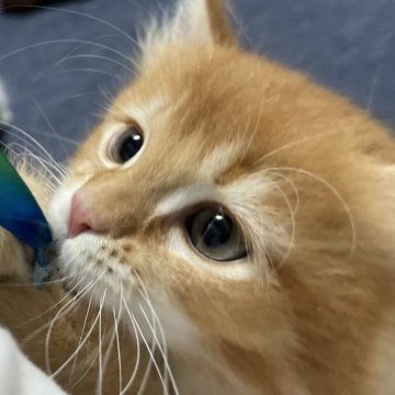 ミヌエット(長足)【愛知県・男の子・2025年8月14日・レッド&ホワイト(滑らか♪♪)】の写真「整った顔立ち🐾両親に似て穏やかに成長する予感♪」