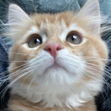 ミヌエット(長足)【愛知県・男の子・2025年8月14日・レッド&ホワイト（滑らか♪♪）】の写真「整った顔立ち🐾両親に似て穏やかに成長する予感♪」