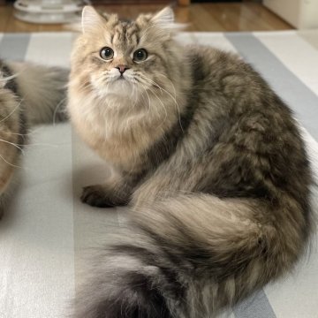 ミヌエット(長足)【愛知県・男の子・2025年4月29日・ブラウンマッカレルタビー（ふわふわ滑らか♪♪）】の写真「ワクチン代当舎負担✨ゴージャス、甘えん坊男子♪😊」