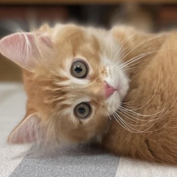 ミヌエット(長足)【愛知県・男の子・2025年8月14日・レッド&ホワイト（滑らか♪）】の写真「整った顔立ち🐾両親に似て穏やかに成長する予感♪」