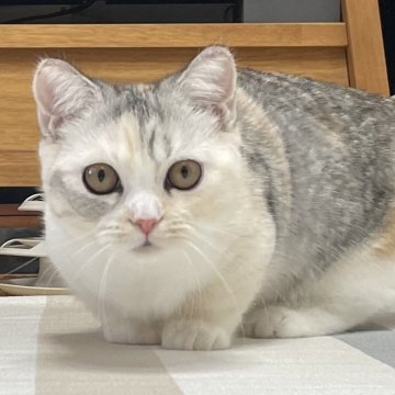 ミヌエット(短足)【愛知県・女の子・2025年6月12日・シルバーパッチドタビー&ホワイト（滑らか♪）】の写真「綺麗な短足三毛の女の子🐾✨幸福招来♪✨」