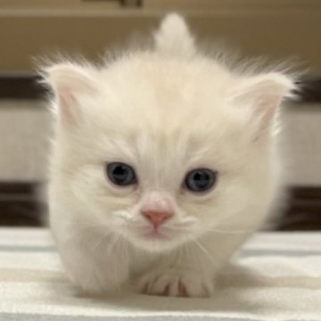 ミヌエット【愛知県・男の子・2025年10月10日・クリーム&ホワイト（滑らか♪）】の写真「整った顔立ち🐾両親に似て穏やかに成長する予感♪」