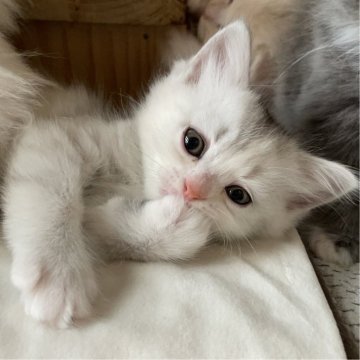 ミヌエット(長足)【愛知県・女の子・2025年9月17日・シルバーパッチドタビー&ホワイト（滑らか♪♪）】の写真「整った顔立ち🐾両親に似て穏やかに成長する予感♪」